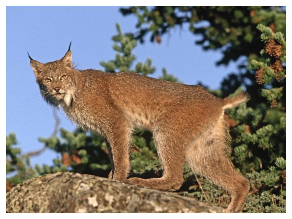 Canada Lynx climbing on rock, North America-Paper Art-50"x38"