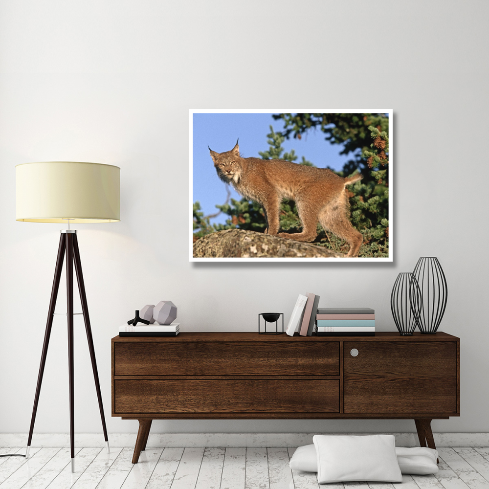 Canada Lynx climbing on rock, North America-Paper Art-50&quotx38"