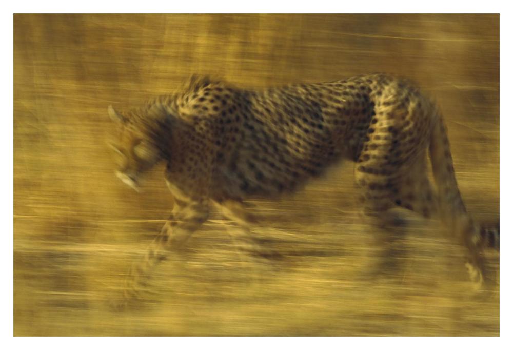 Cheetah running through dry grass, Zimbabwe-Paper Art-20"x14"
