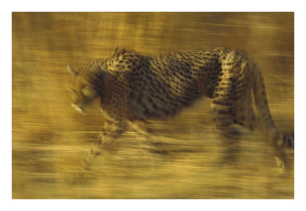 Cheetah running through dry grass, Zimbabwe-Paper Art-26"x18"