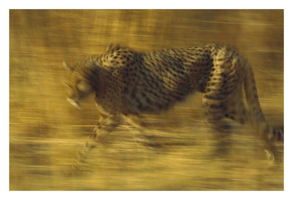 Cheetah running through dry grass, Zimbabwe-Paper Art-32"x22"