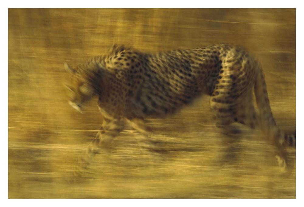 Cheetah running through dry grass, Zimbabwe-Paper Art-38"x26"