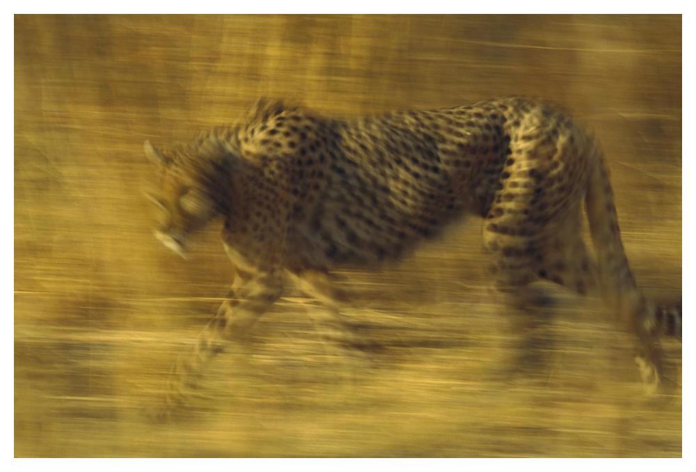 Cheetah running through dry grass, Zimbabwe-Paper Art-50"x34"