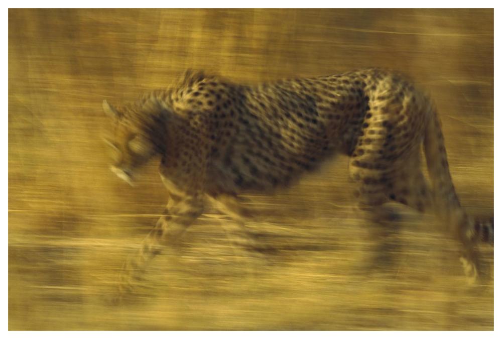 Cheetah running through dry grass, Zimbabwe-Paper Art-62"x42"