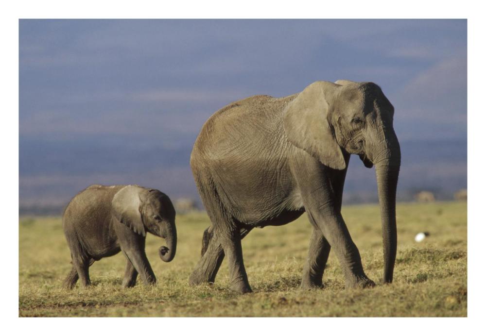 African Elephant mother leading calf, Kenya-Paper Art-26"x18"