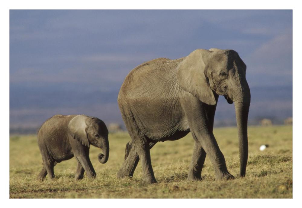 African Elephant mother leading calf, Kenya-Paper Art-32"x22"
