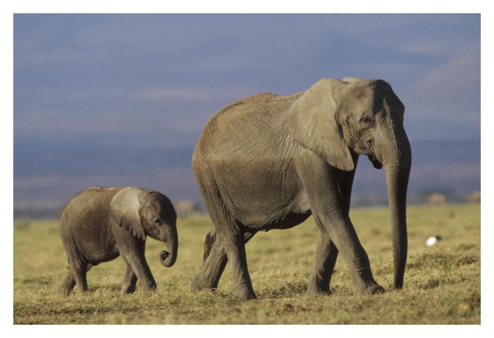 African Elephant mother leading calf, Kenya-Paper Art-38"x26"