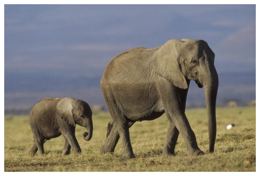 African Elephant mother leading calf, Kenya-Paper Art-62"x42"