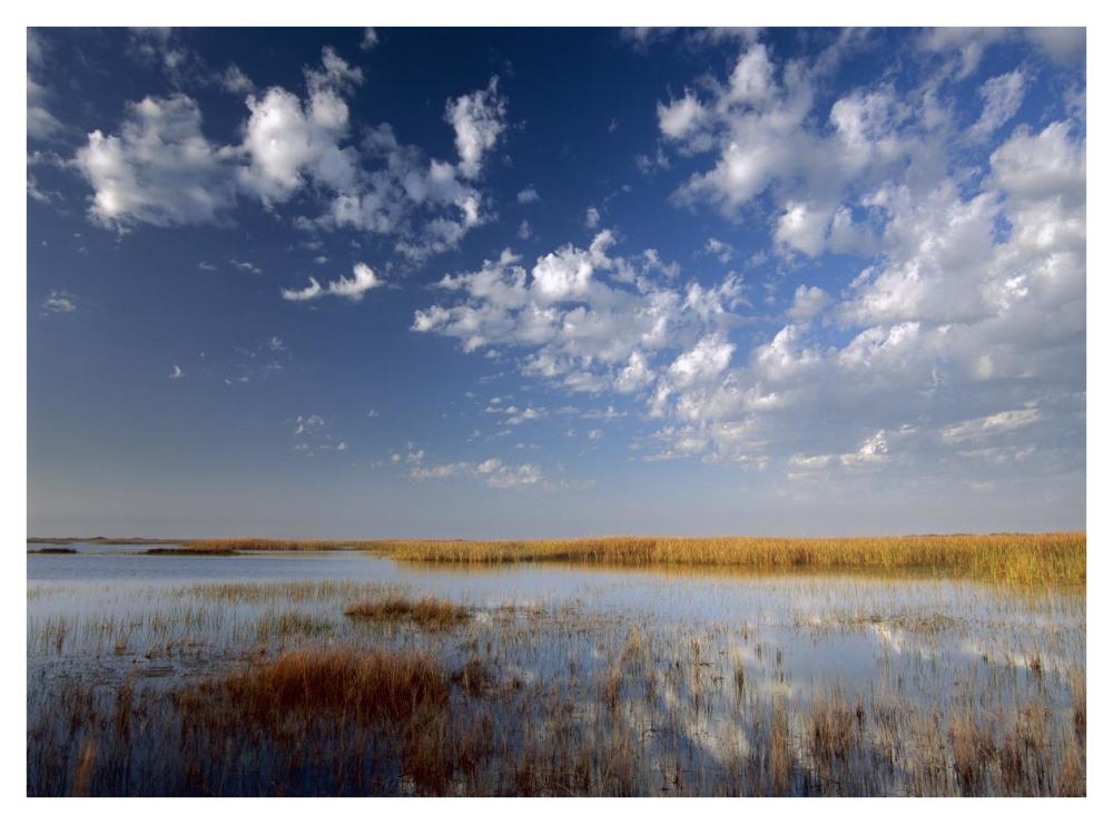 Marsh, Padre Island National Seashore, Texas-Paper Art-42"x32"