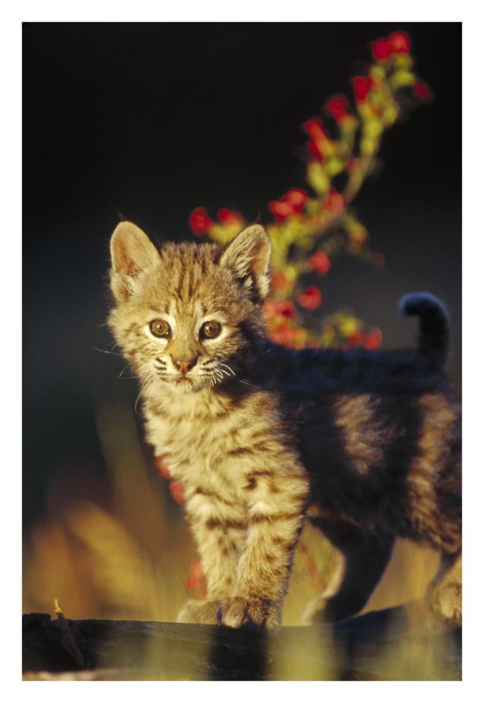 Bobcat kitten standing on log, North America-Paper Art-22"x32"