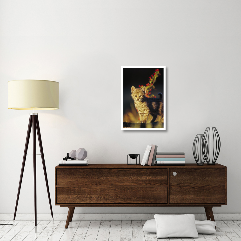Bobcat kitten standing on log, North America-Paper Art-22&quotx32"