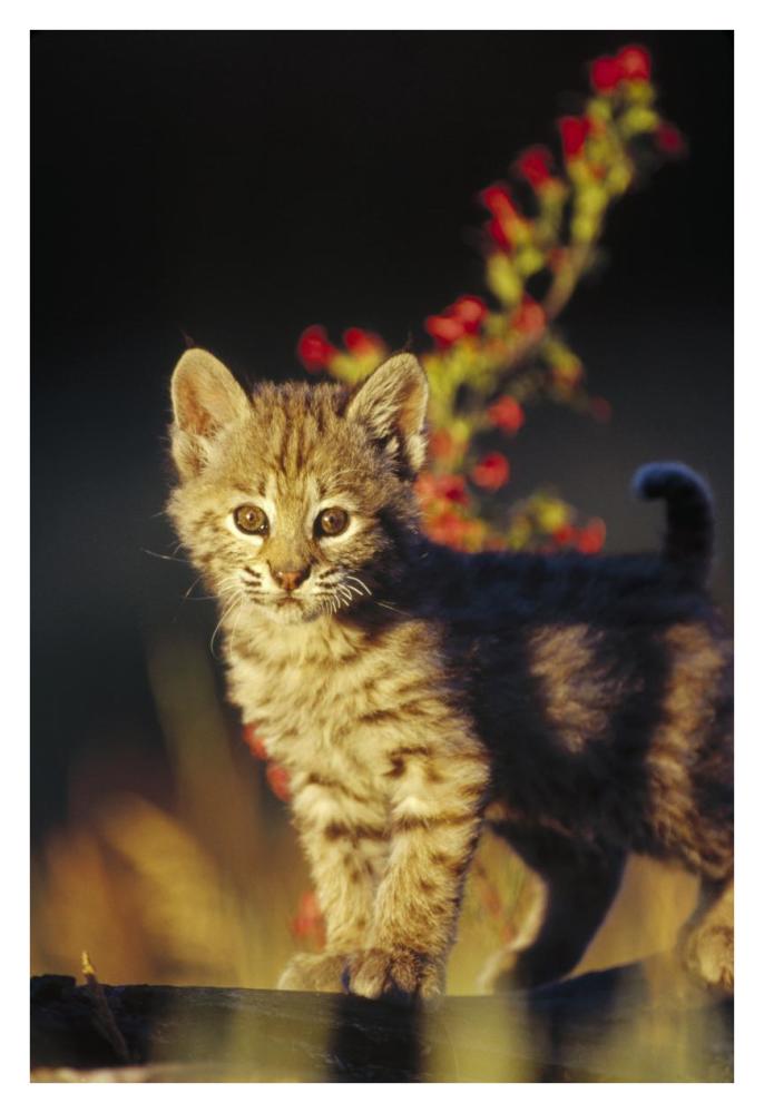 Bobcat kitten standing on log, North America-Paper Art-26"x38"