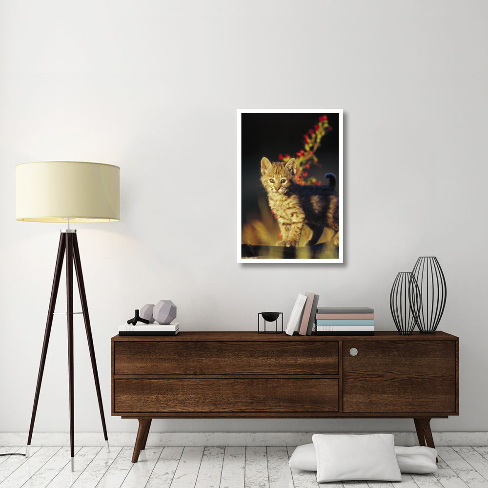 Bobcat kitten standing on log, North America-Paper Art-26&quotx38"