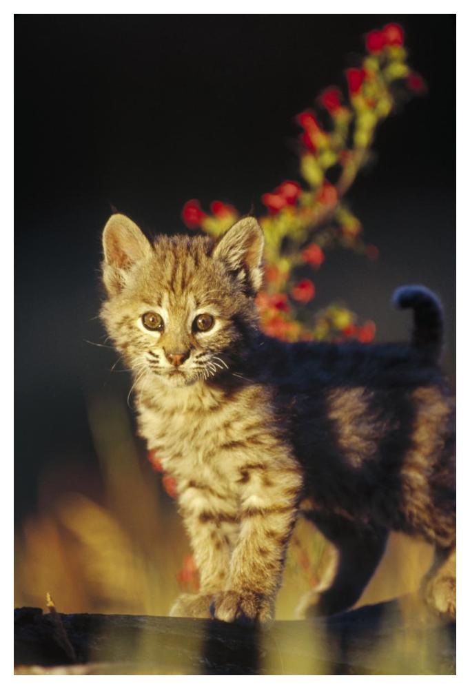 Bobcat kitten standing on log, North America-Paper Art-34"x50"