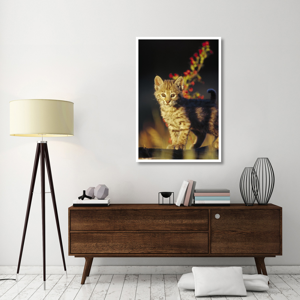 Bobcat kitten standing on log, North America-Paper Art-34&quotx50"