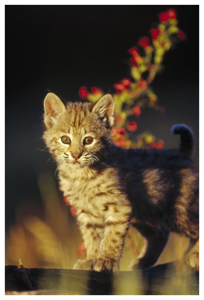 Bobcat kitten standing on log, North America-Paper Art-42"x62"