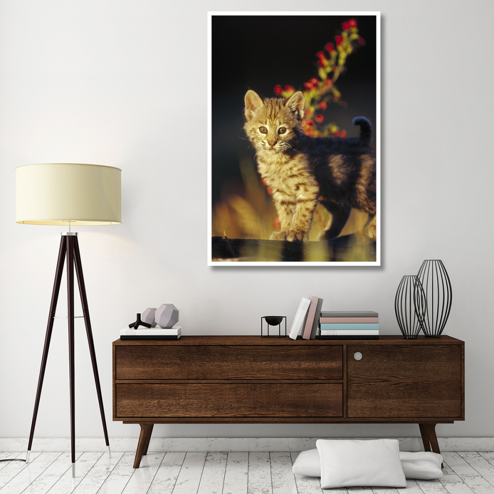 Bobcat kitten standing on log, North America-Paper Art-42&quotx62"