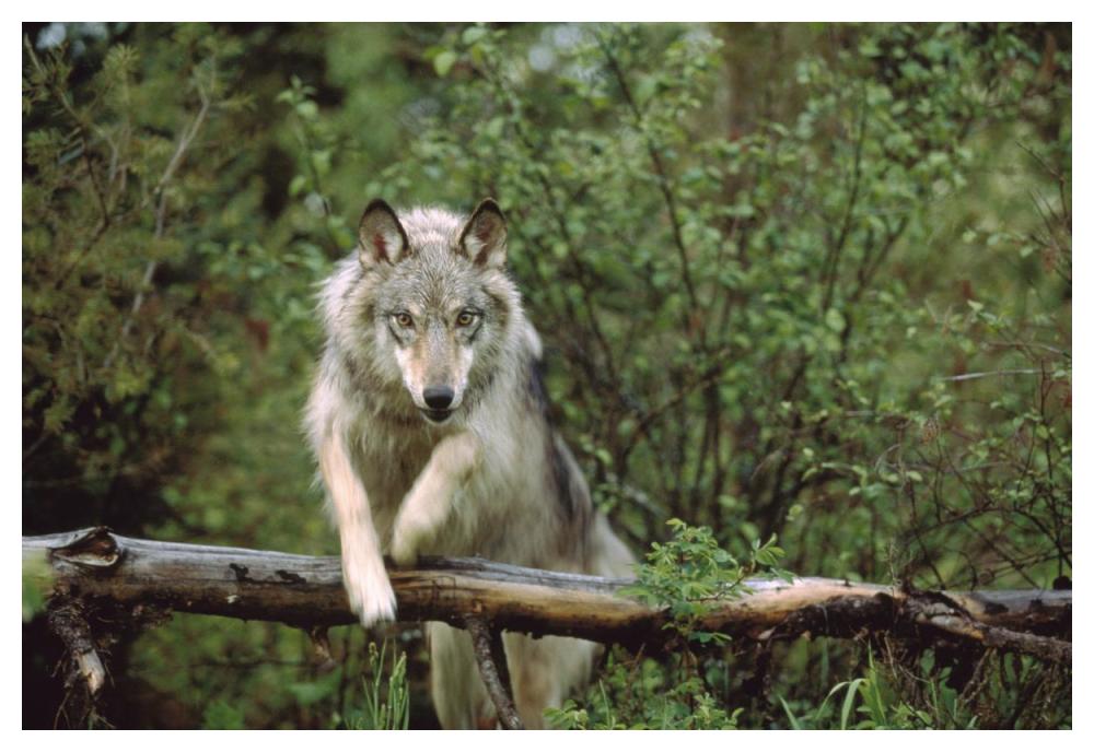 Timber Wolf leaping over fallen log, Montana-Paper Art-50"x34"