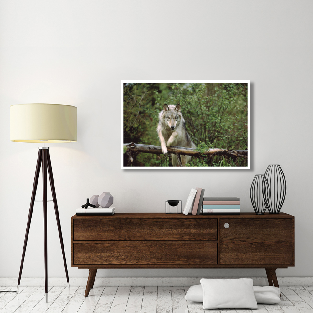 Timber Wolf leaping over fallen log, Montana-Paper Art-50&quotx34"