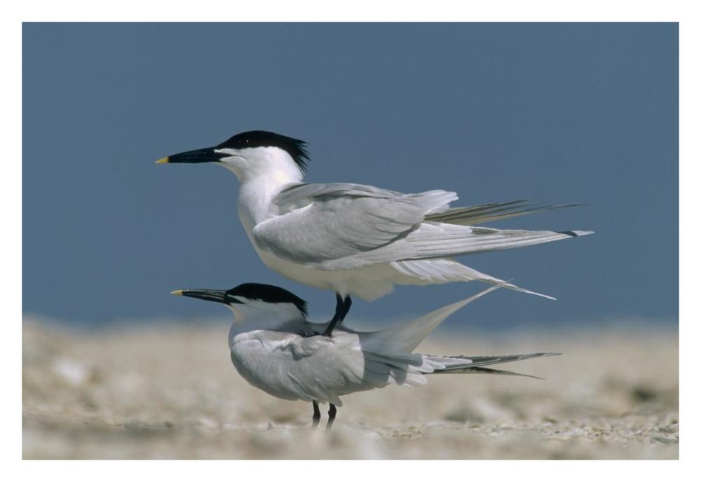Sandwich Tern couple courting, North America-Paper Art-32"x22"