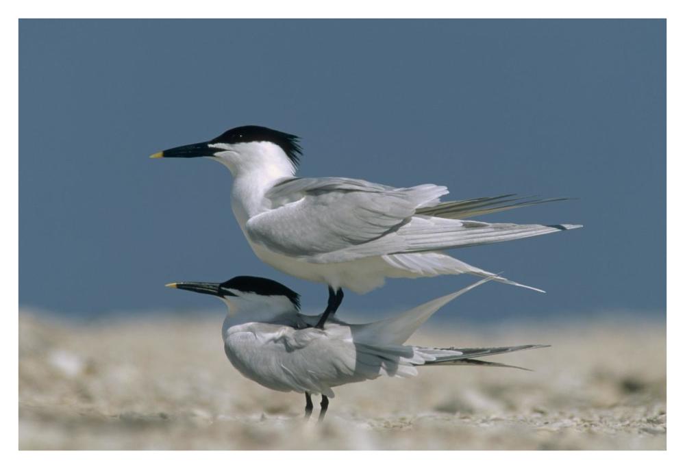 Sandwich Tern couple courting, North America-Paper Art-38"x26"