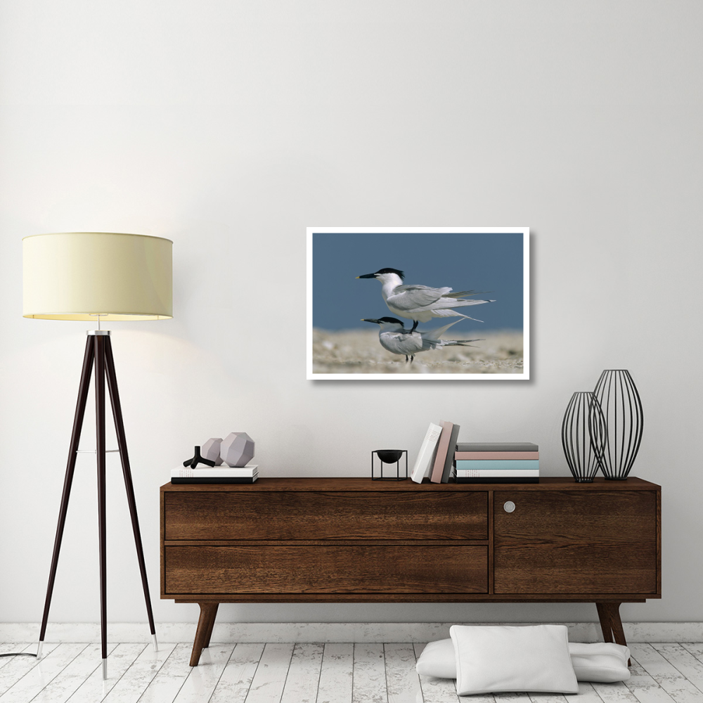 Sandwich Tern couple courting, North America-Paper Art-38&quotx26"