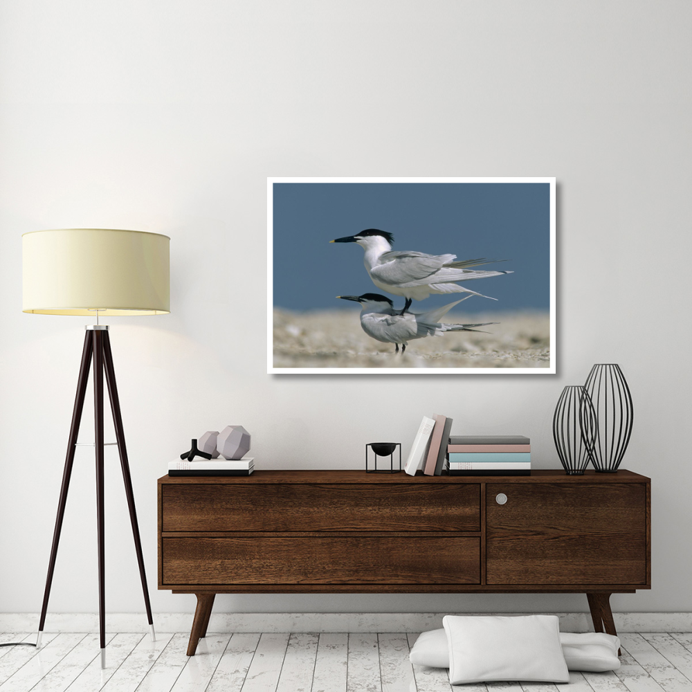Sandwich Tern couple courting, North America-Paper Art-50&quotx34"