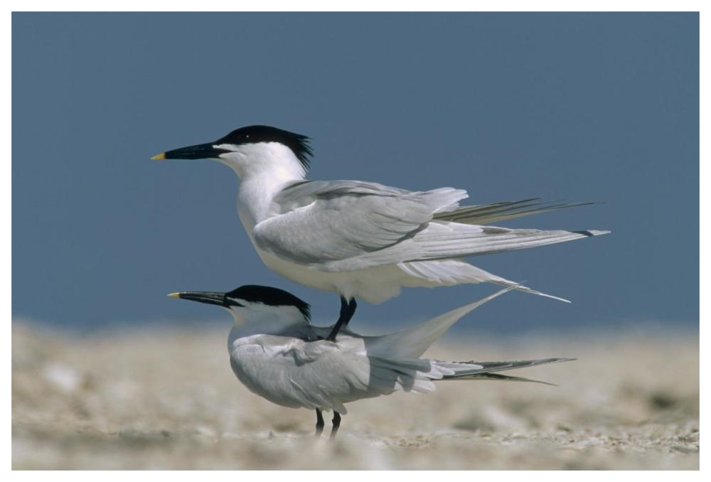 Sandwich Tern couple courting, North America-Paper Art-62"x42"