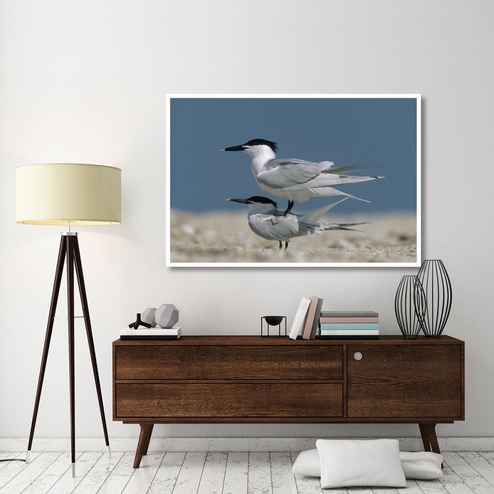 Sandwich Tern couple courting, North America-Paper Art-62&quotx42"