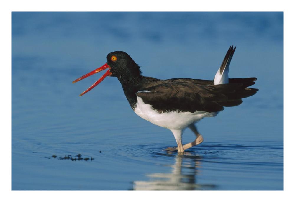 American Oystercatcher wading, North America-Paper Art-26"x18"