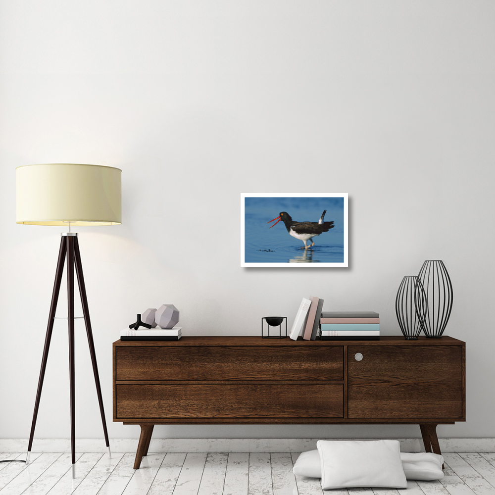 American Oystercatcher wading, North America-Paper Art-26&quotx18"