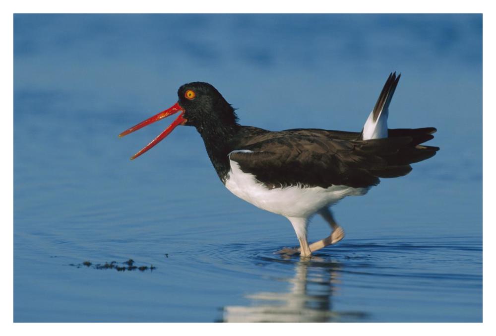 American Oystercatcher wading, North America-Paper Art-38"x26"