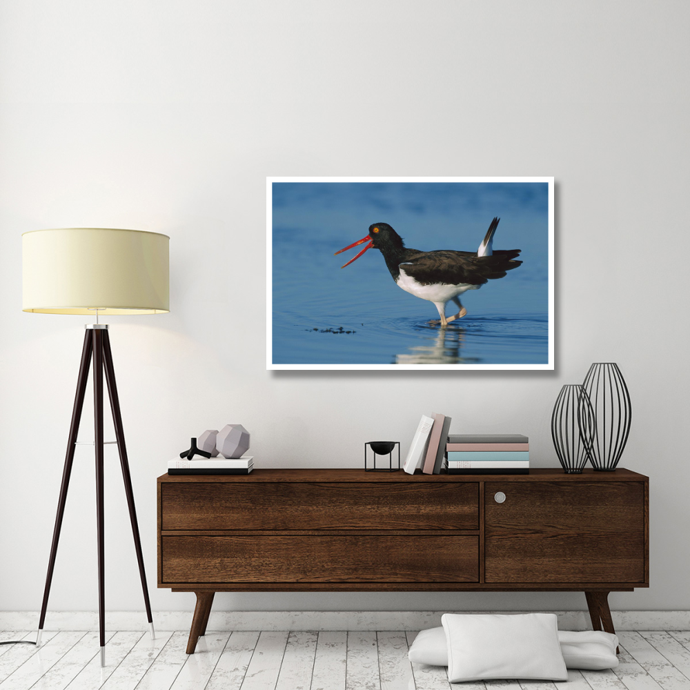 American Oystercatcher wading, North America-Paper Art-50&quotx34"