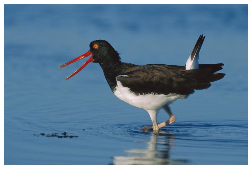 American Oystercatcher wading, North America-Paper Art-62"x42"