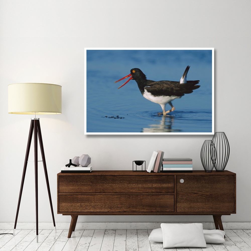 American Oystercatcher wading, North America-Paper Art-62&quotx42"