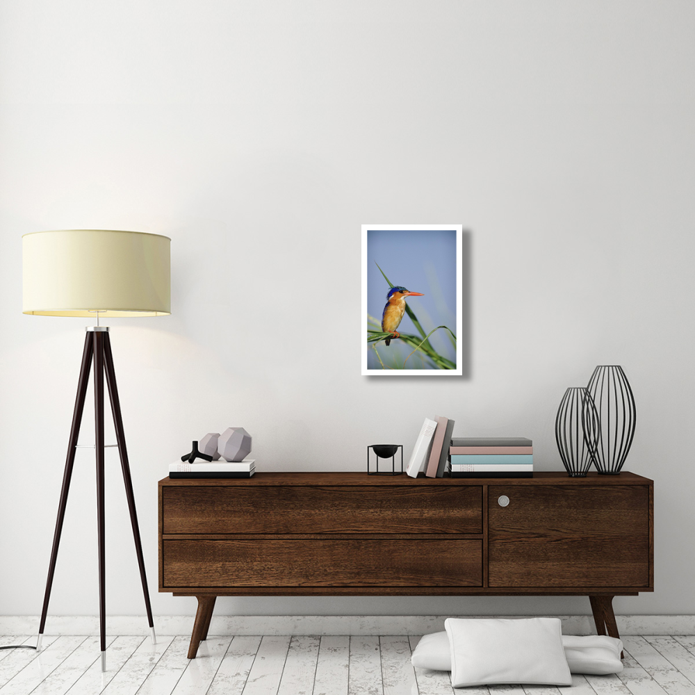 Malachite Kingfisher perching on reeds, Kenya-Paper Art-18&quotx26"