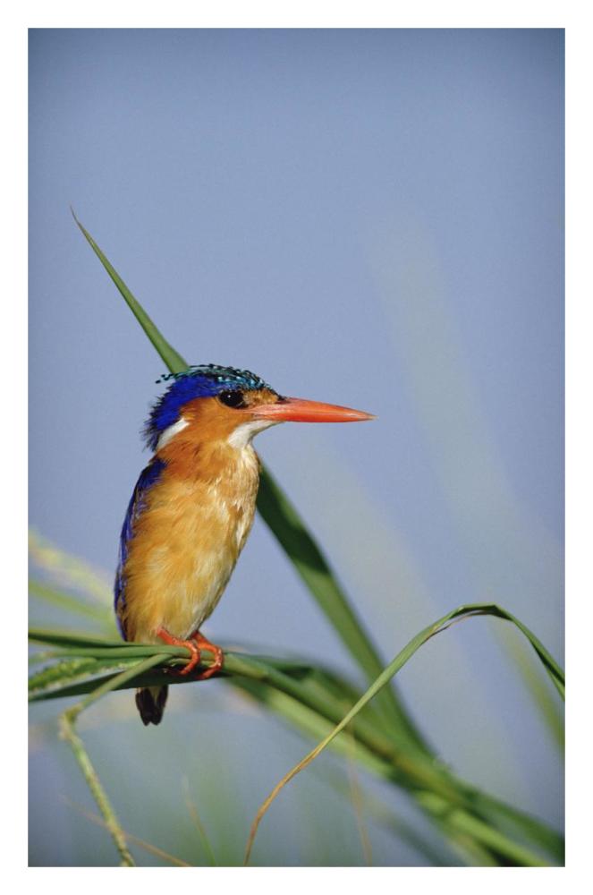 Malachite Kingfisher perching on reeds, Kenya-Paper Art-22"x32"