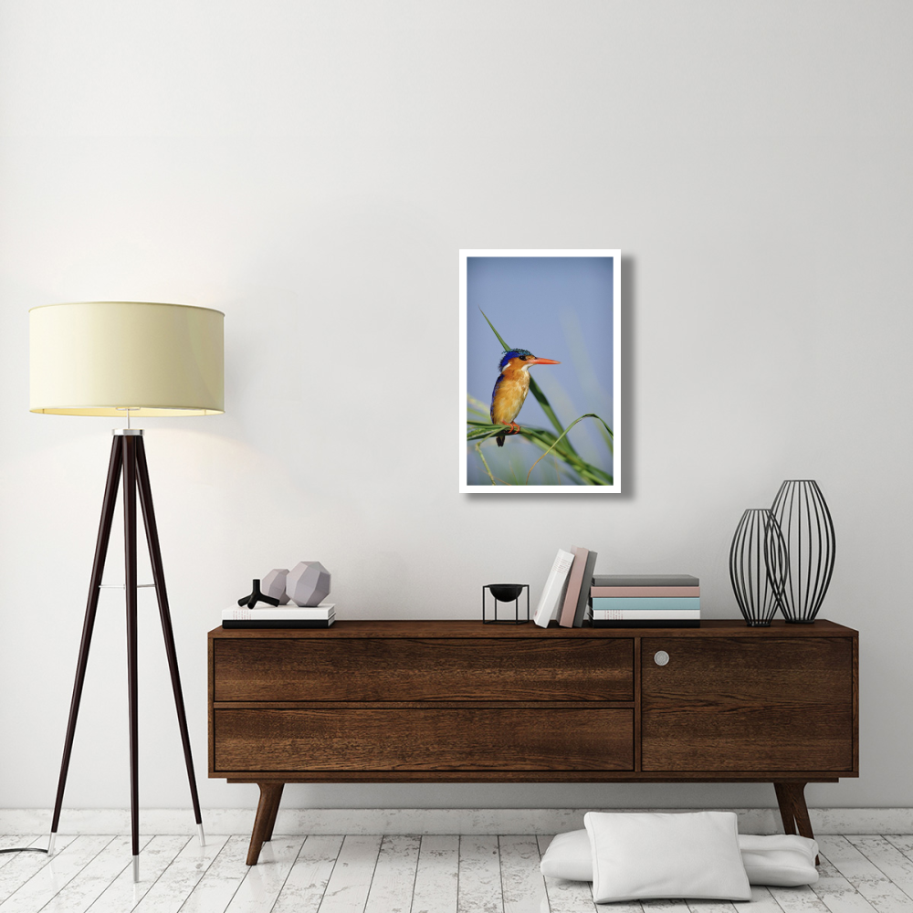 Malachite Kingfisher perching on reeds, Kenya-Paper Art-22&quotx32"
