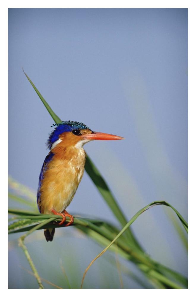 Malachite Kingfisher perching on reeds, Kenya-Paper Art-26"x38"