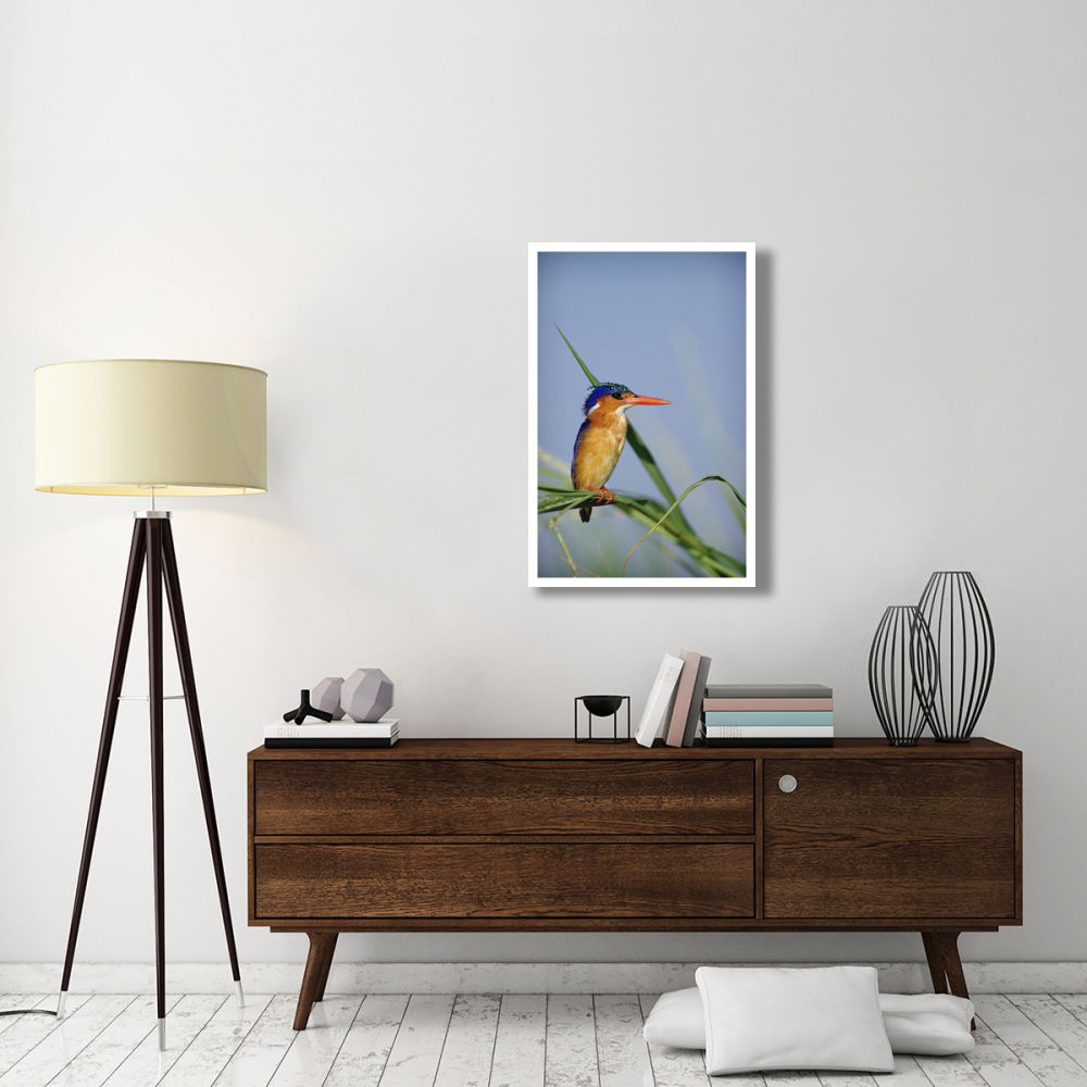 Malachite Kingfisher perching on reeds, Kenya-Paper Art-26&quotx38"