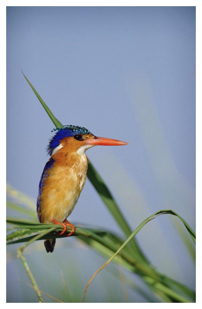 Malachite Kingfisher perching on reeds, Kenya-Paper Art-34"x50"