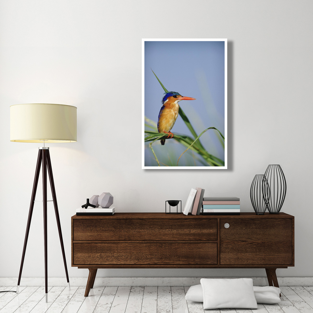 Malachite Kingfisher perching on reeds, Kenya-Paper Art-34&quotx50"