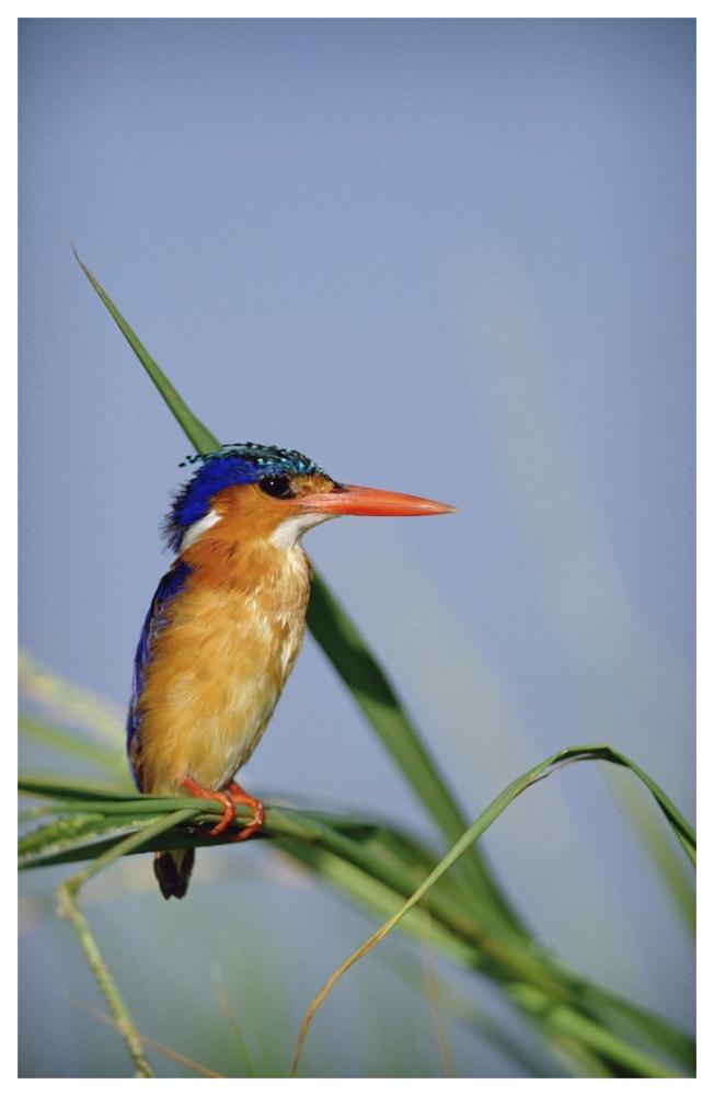 Malachite Kingfisher perching on reeds, Kenya-Paper Art-42"x62"