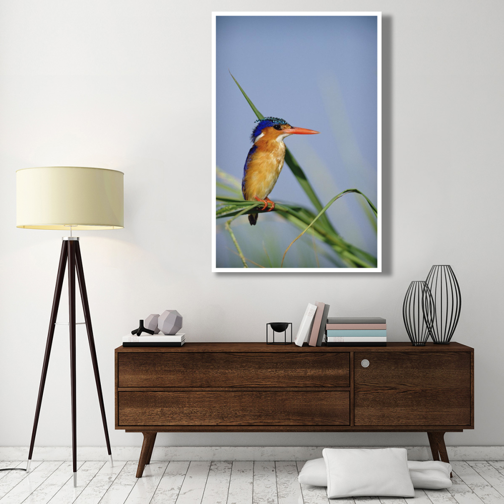 Malachite Kingfisher perching on reeds, Kenya-Paper Art-42&quotx62"