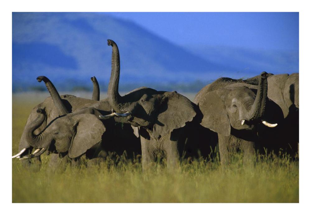 African Elephant herd sniffing the air, Kenya-Paper Art-26"x18"