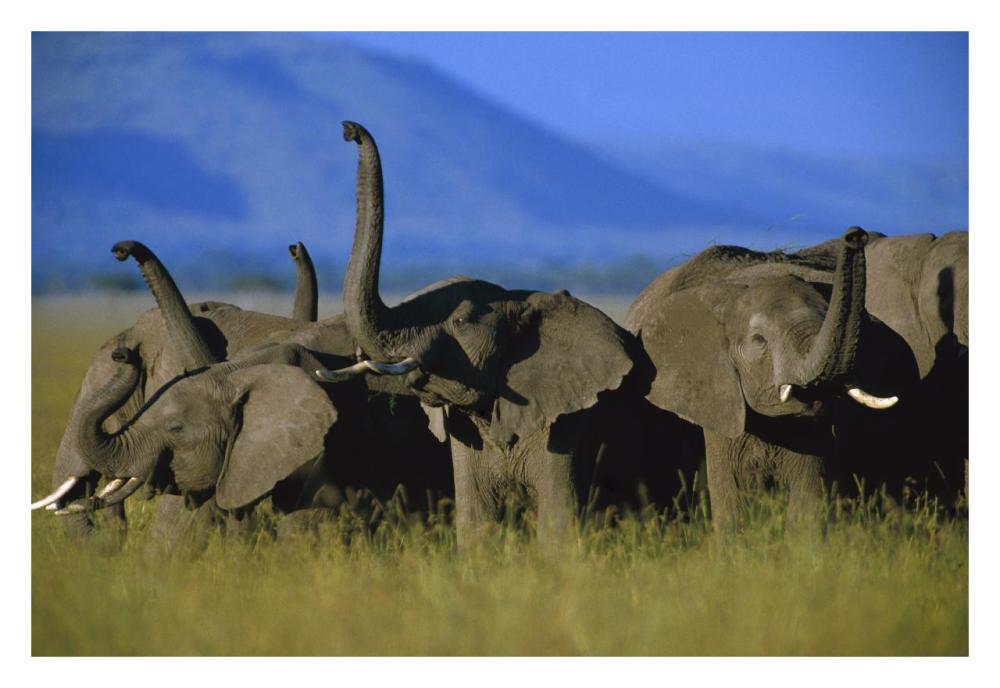 African Elephant herd sniffing the air, Kenya-Paper Art-32"x22"
