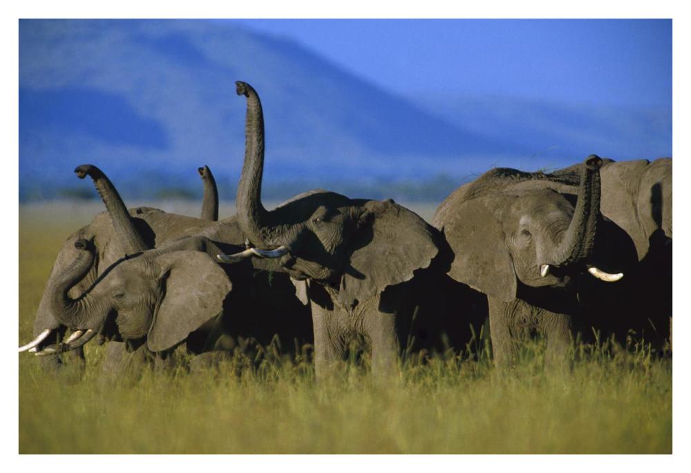 African Elephant herd sniffing the air, Kenya-Paper Art-38"x26"