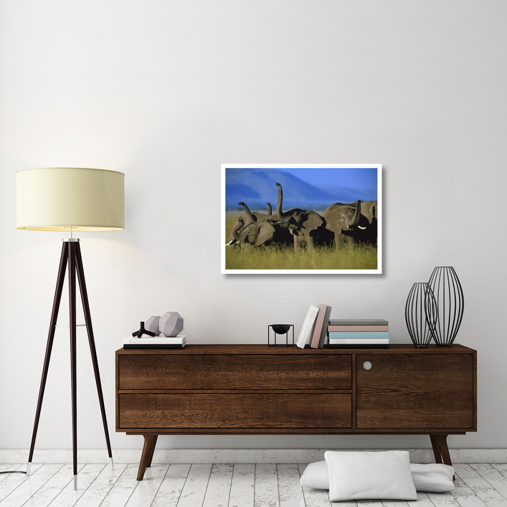 African Elephant herd sniffing the air, Kenya-Paper Art-38&quotx26"