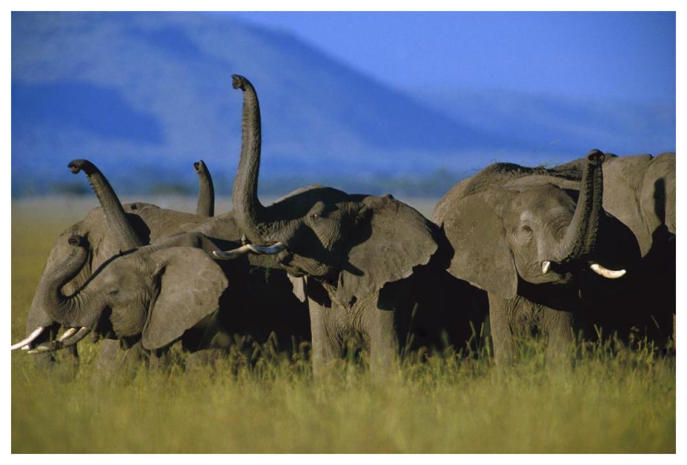 African Elephant herd sniffing the air, Kenya-Paper Art-62"x42"