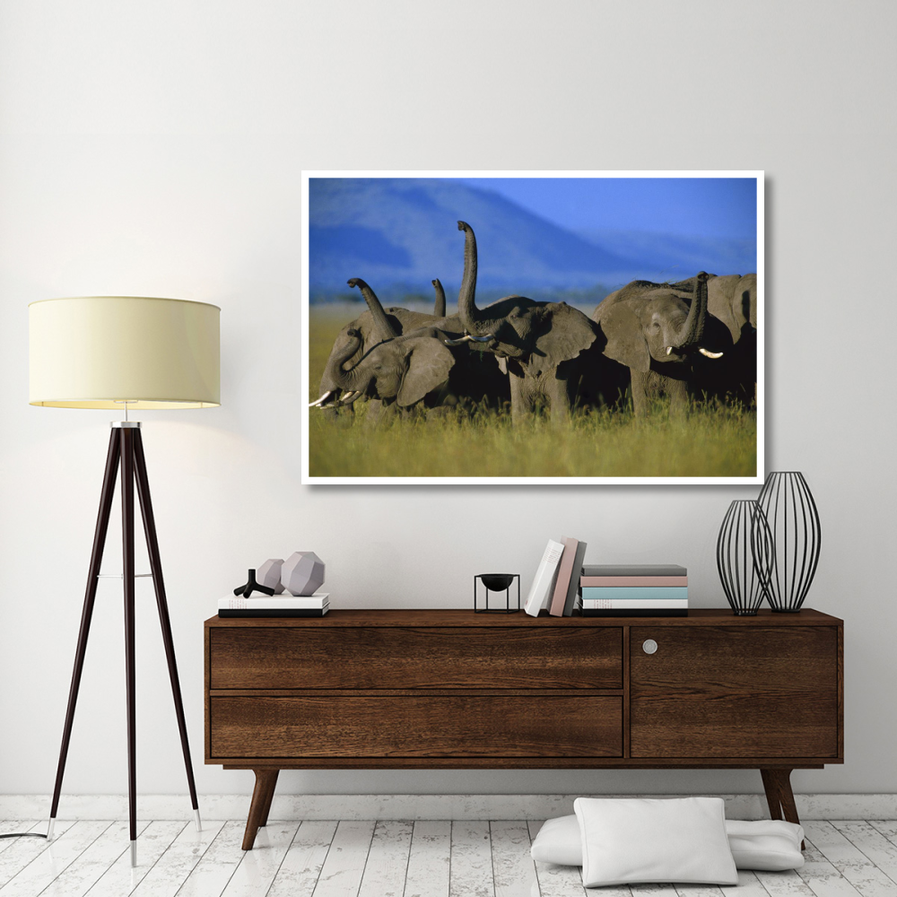 African Elephant herd sniffing the air, Kenya-Paper Art-62&quotx42"